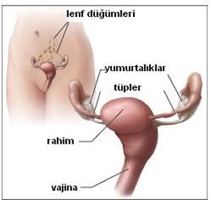 Kadın iç genital organları